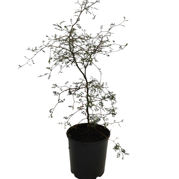 1L Kowhai - Sophora microphylla