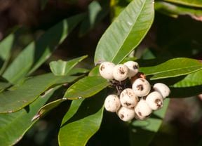 Midyim berry plant with white berries