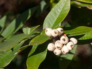 Midyim berry plant with white berries