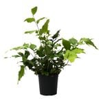 90mm Assorted Ferns - Baby Boomer Fern Range
