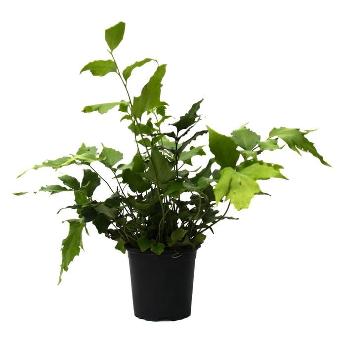 90mm Assorted Ferns - Baby Boomer Fern Range