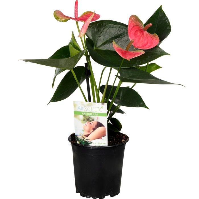 120mm Anthurium - Anthurium andreanum