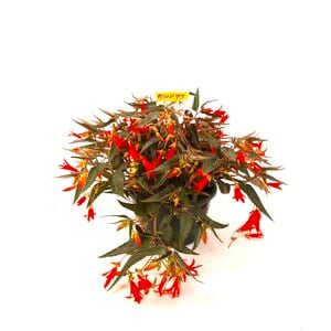 2.5L Begonia Bonfire - Begonia boliviensis