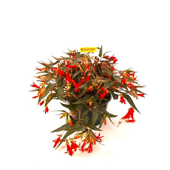 2.5L Begonia Bonfire - Begonia boliviensis