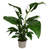 140mm Peace Lily - Spathiphyllum Silvana