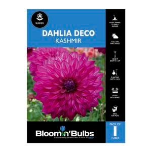 Bloomin Bulbs Dahlia Kashmir 1 Pack