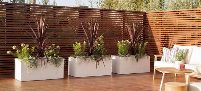 A modern outdoor entertainment area features planters with tall burgundy and green plants with cozy seating and wooden furniture.