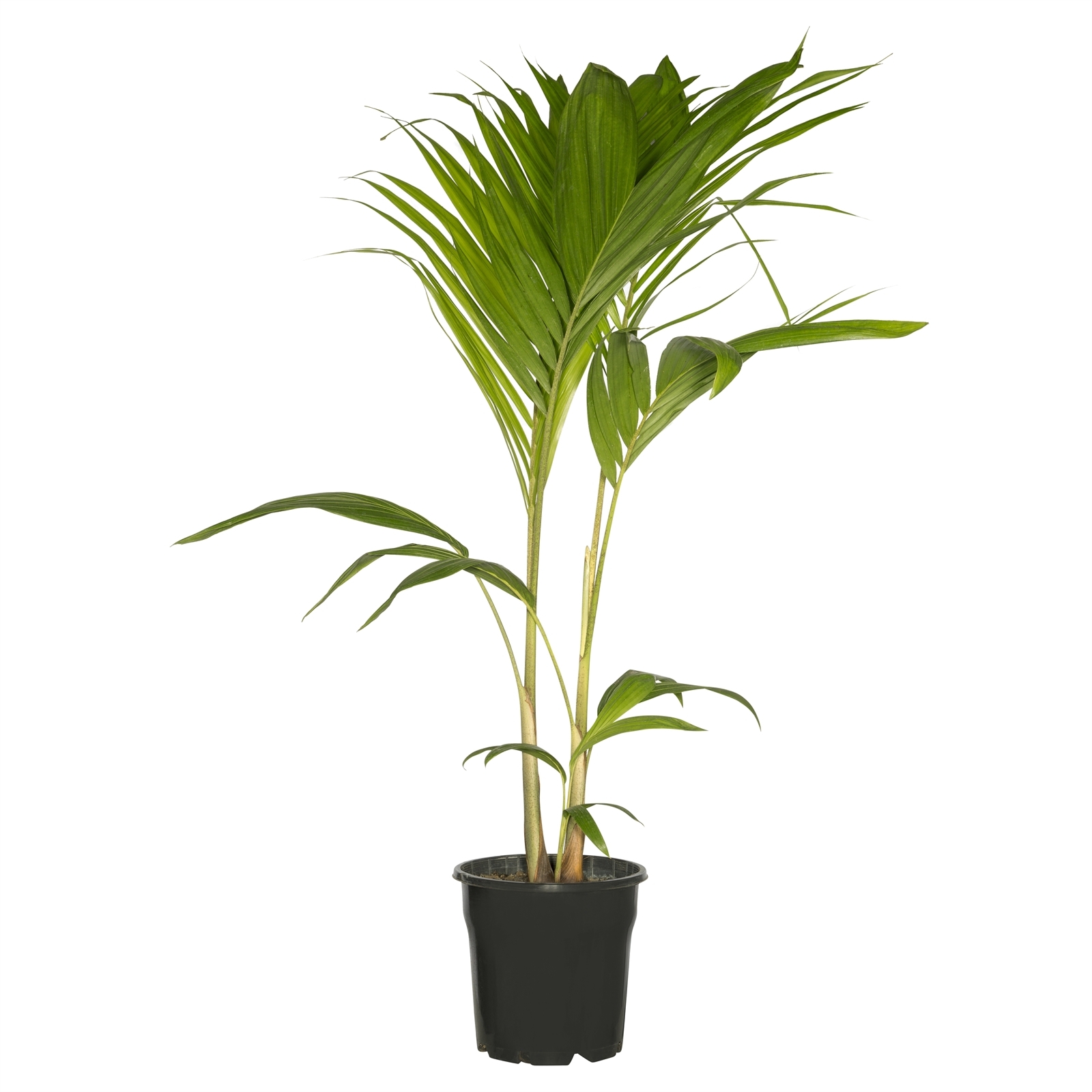 200mm Assorted Palms product image