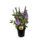 180mm Buddleja High Five - Buddleja davidii