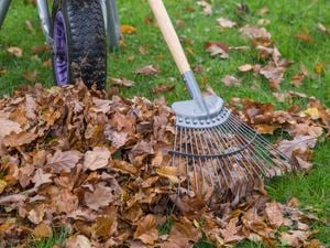Rake on a lawn with autumn leaves.