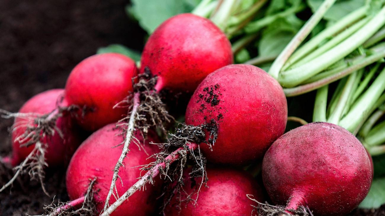 A cluster of red radishes with roots and green leaves lying on dark soil.