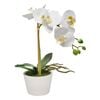 Astin Sinclair 300mm White Artificial Orchid in Ceramic Pot