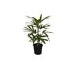 200mm Assorted Lady Palm - Rhapis excelsa