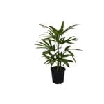 200mm Assorted Lady Palm - Rhapis excelsa