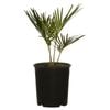 140mm Sago Cycad - Cycas revoluta