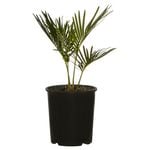 140mm Sago Cycad - Cycas revoluta