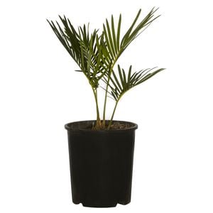 140mm Sago Cycad - Cycas revoluta