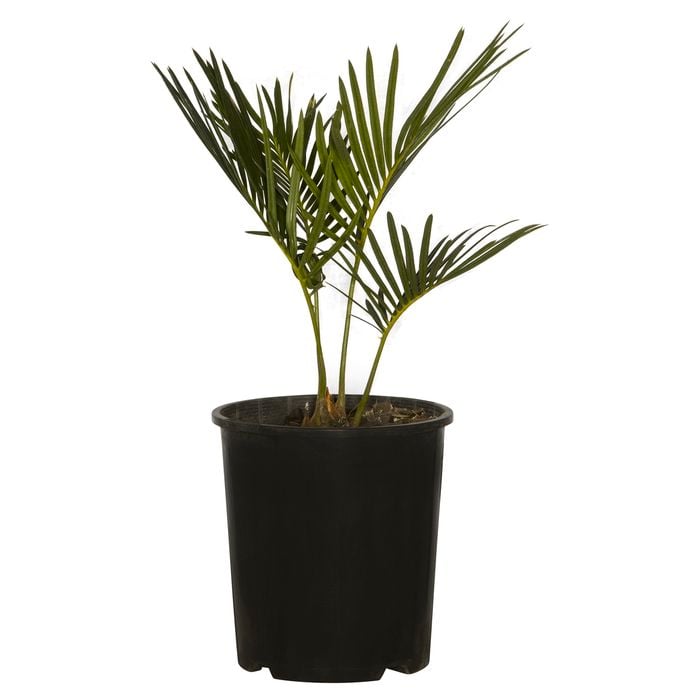 140mm Sago Cycad - Cycas revoluta