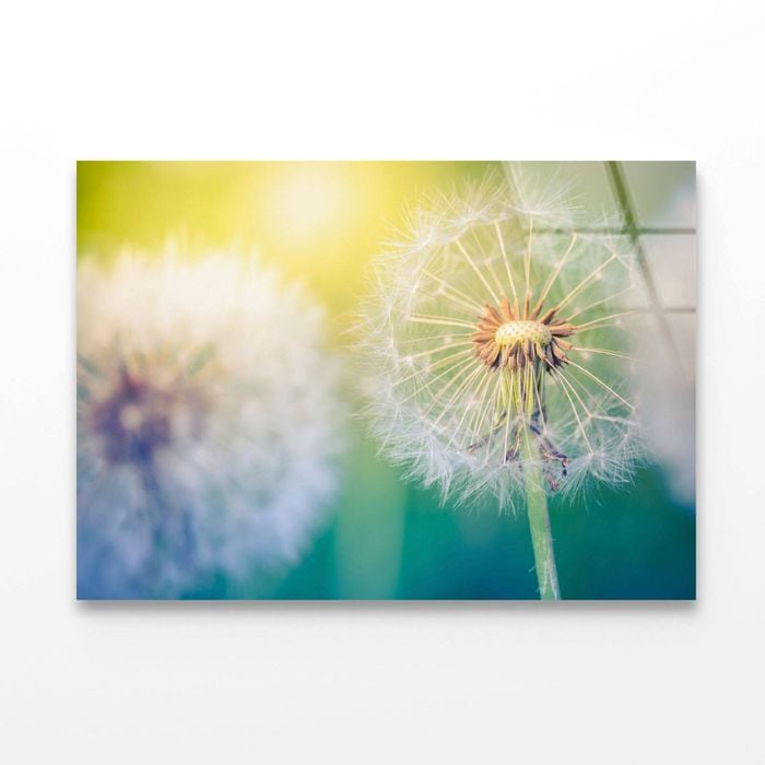 Closeup of Dandelion  Print 100% Australian Made 150 x 100cm  (Acrylic)