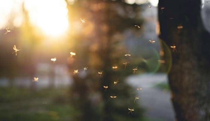 Mosquitoes in grass