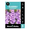 Bloomin' Bulbs Gladioli Lavender - 5 Pack