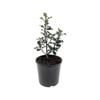2.5L Holly Assorted - Ilex