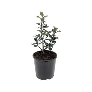 2.5L Holly Assorted - Ilex