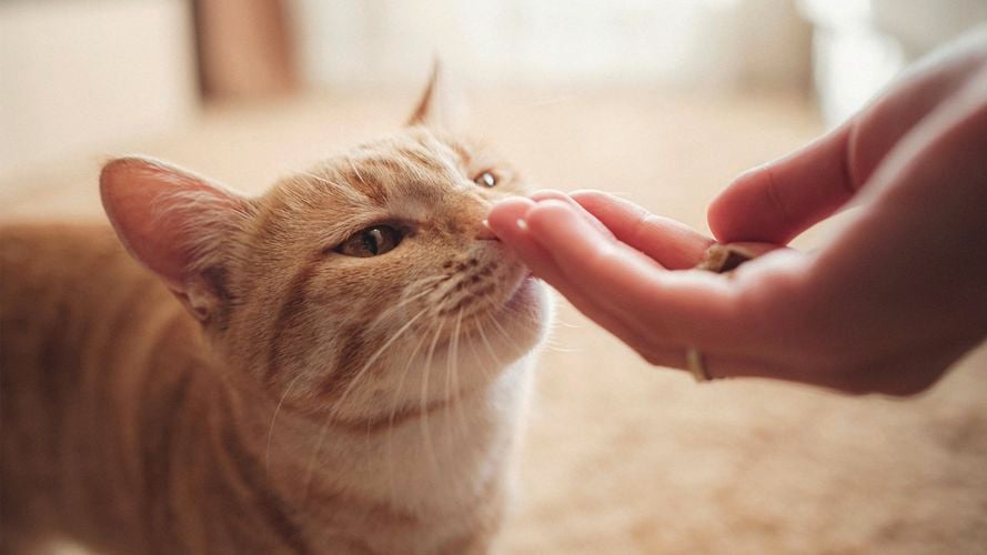 A person feeding a cat with their hand.