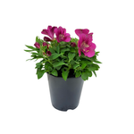 3.3L Alstromeria Princess Lily - Alstroemeria
