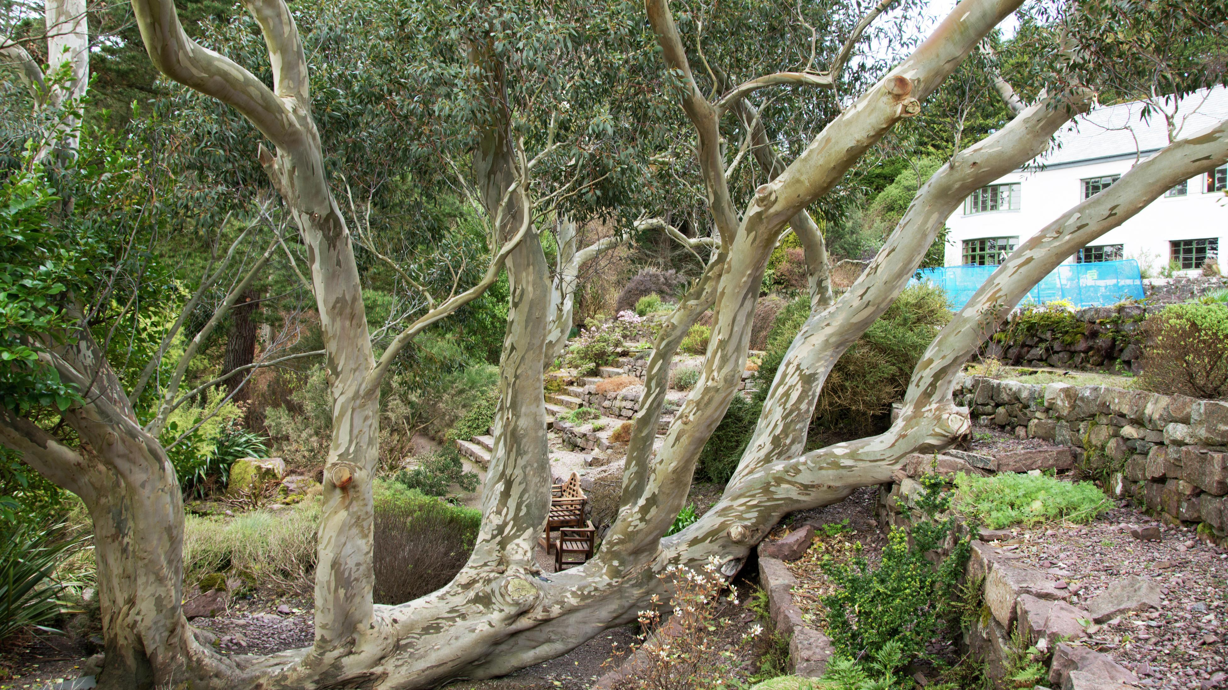 How To Grow And Care For A Eucalyptus Tree - Bunnings Australia