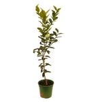 250mm Lime Tahitian