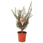 200mm Callistemon Redmans Fire - Callistemon x citrinus