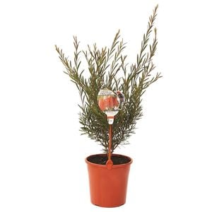 200mm Callistemon Redmans Fire - Callistemon x citrinus