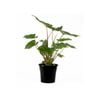 250mm Queen Of Hearts - Homalomena rubescens Maggie