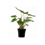 250mm Queen Of Hearts - Homalomena rubescens Maggie