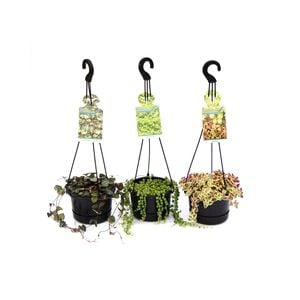 14cm Assorted Hanging Basket