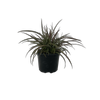2L Bush Flax - Astelia nervosa Westland