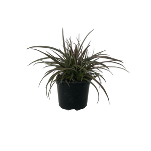 2L Bush Flax - Astelia nervosa Westland