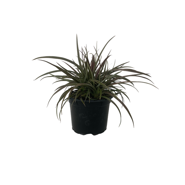 2L Bush Flax - Astelia nervosa Westland