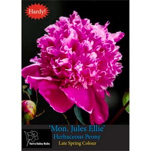 Yarra Valley Bulbs Peony Mon. Jules Elie Bulb - Paeonia X Lactofolia - 1 Pack