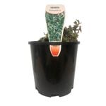 140mm Ivy Variegated - Hedera