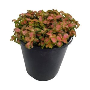70mm Nerve Plant - Fittonia verschaffeltii Jungle