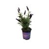 12.5cm Lavender - Lavender stoechas Major