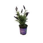 12.5cm Lavender - Lavender stoechas Major