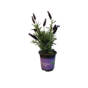 12.5cm Lavender - Lavender stoechas Major