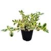 3.3L Mirrior Bush - Coprosma Silver Queen