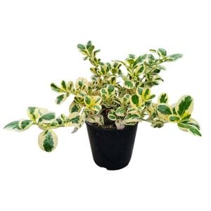 3.3L Mirrior Bush - Coprosma Silver Queen