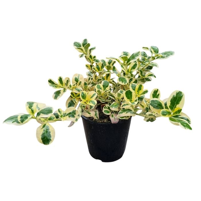 3.3L Mirrior Bush - Coprosma Silver Queen