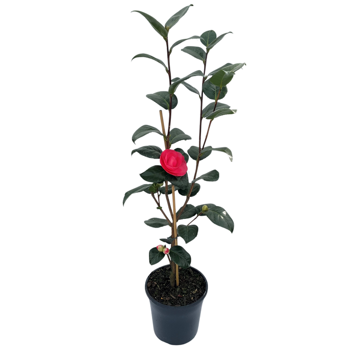 200mm Camellia William Bull - Camellia japonica
