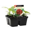 4 Cell Floriana Perfect Pentas Red - Pentas lanceolate